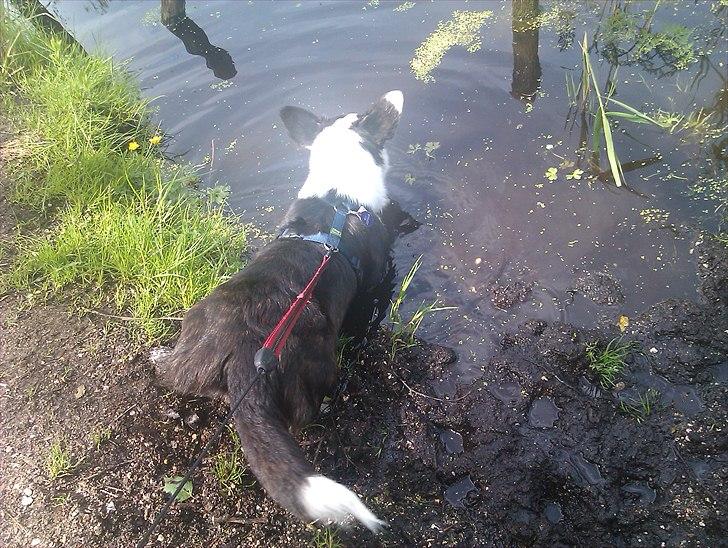 Welsh corgi cardigan Team Løvendahl´s Elli - Godt med mudder!! billede 11