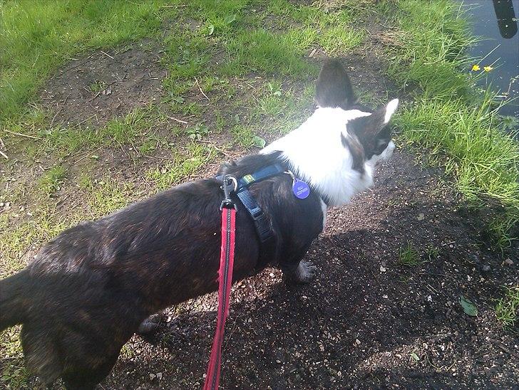 Welsh corgi cardigan Team Løvendahl´s Elli billede 12