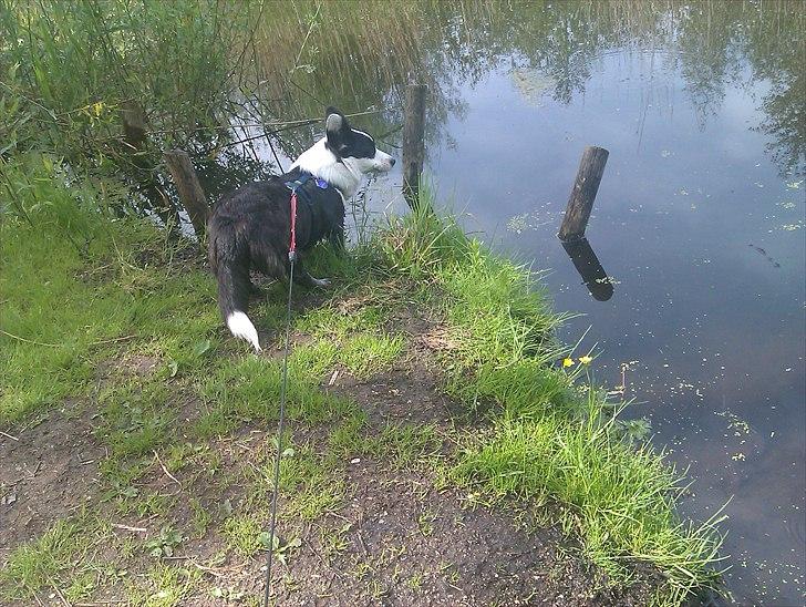 Welsh corgi cardigan Team Løvendahl´s Elli billede 13