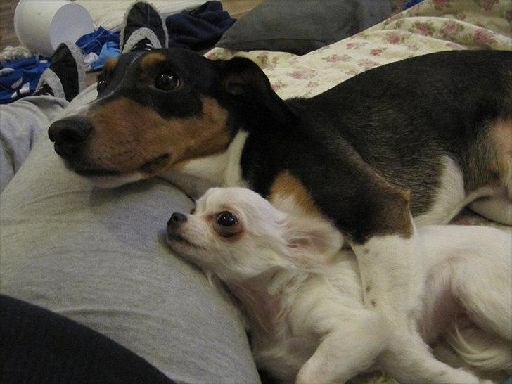 Chihuahua Molly billede 13