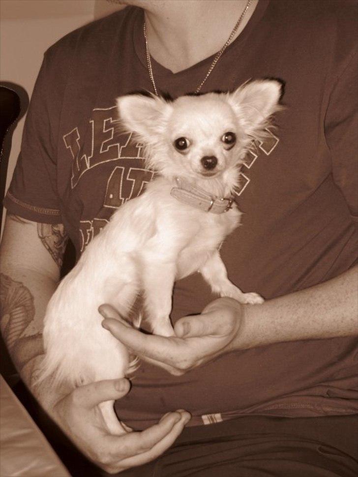 Chihuahua Molly billede 14