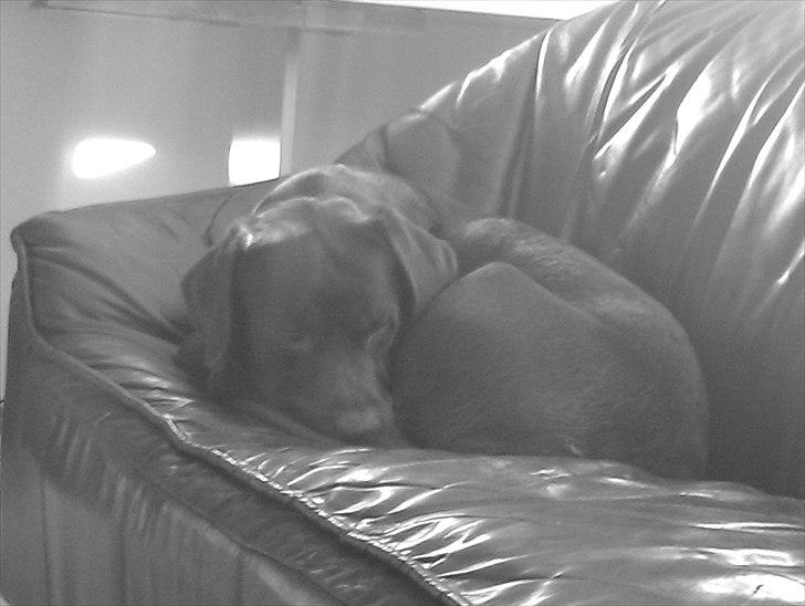 Labrador retriever tjalfe billede 1