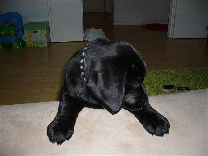 Labrador retriever Anton billede 2