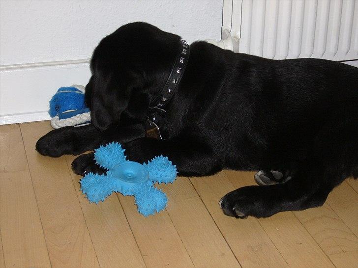 Labrador retriever Anton billede 3