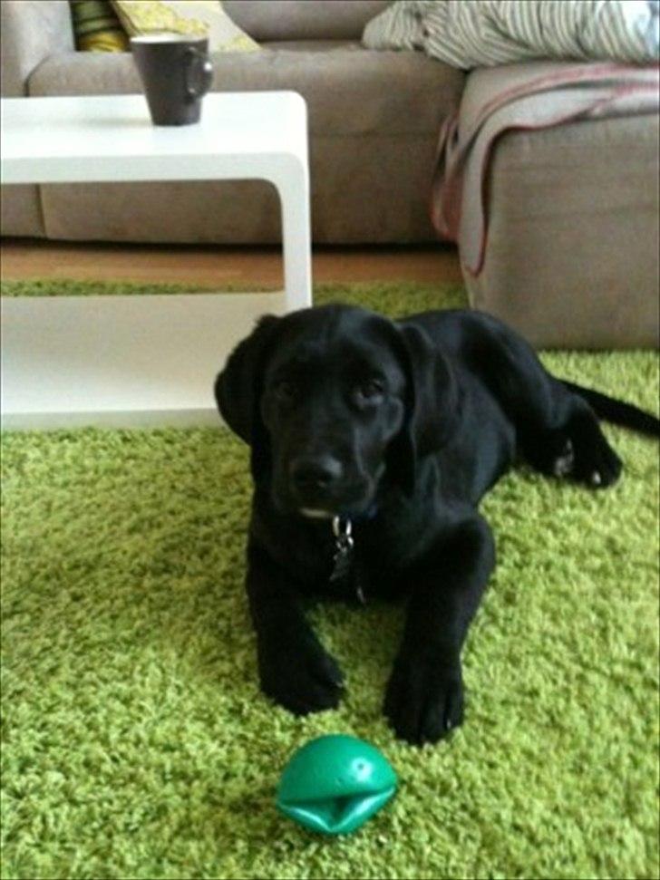 Labrador retriever Anton billede 5