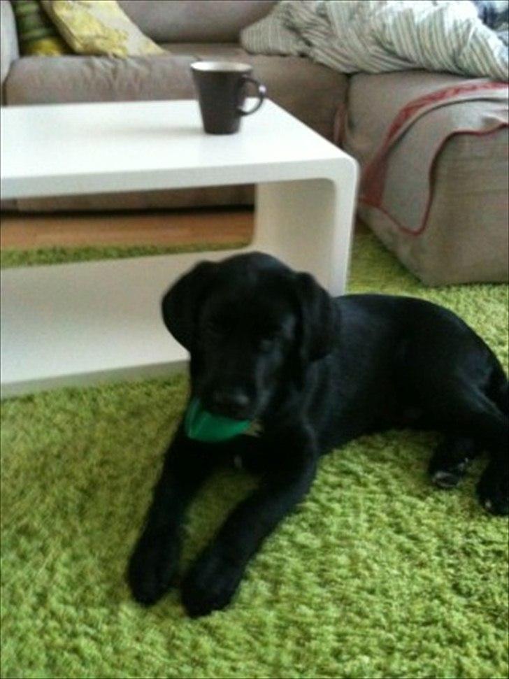 Labrador retriever Anton billede 6