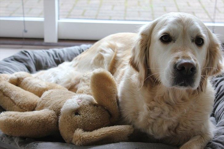 Golden retriever Luca - Nuurh.. Jeg nåde lige at tage billedet inden hun rejte sig xD Fotograf: Mig billede 8