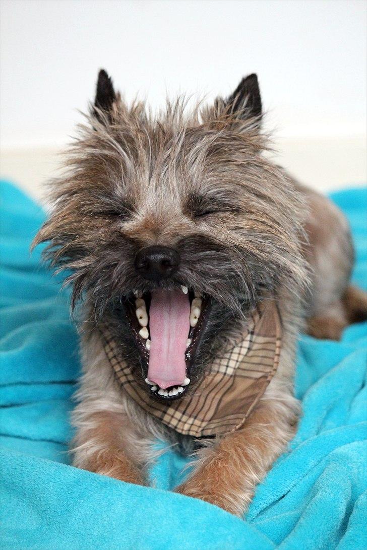 Cairn terrier Jensen aka Gulvmoppen - "Min far siger jeg ligner en rotte, det kan jeg ikke forstå" billede 3