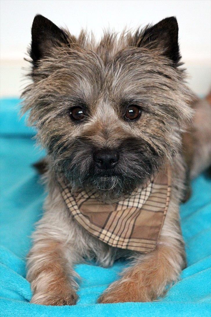 Cairn terrier Jensen aka Gulvmoppen - "Velkommen til min profil" billede 1