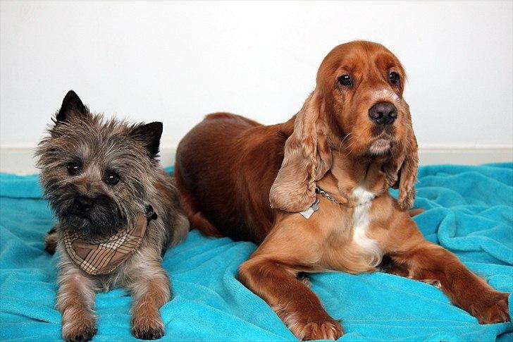 Cairn terrier Jensen aka Gulvmoppen - "Farvel og tak" billede 20