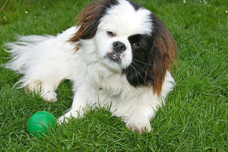 Blanding af racer Guffe billede 8