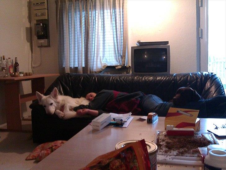 Labrador retriever tjalfe - far og begge hunde der putter billede 2