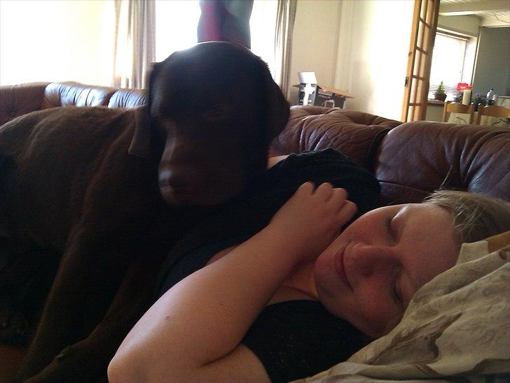 Labrador retriever tjalfe - Min søster og tjalfe der leger dyne billede 3