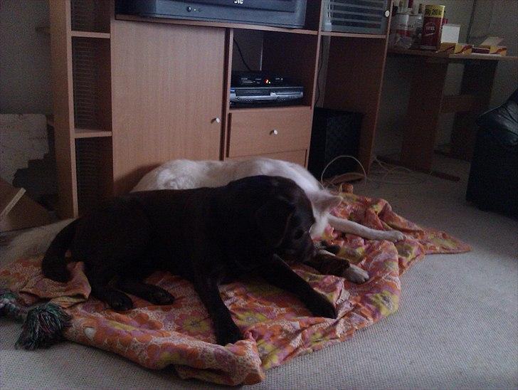 Labrador retriever tjalfe billede 4