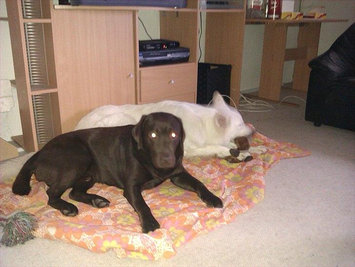 Labrador retriever tjalfe billede 5