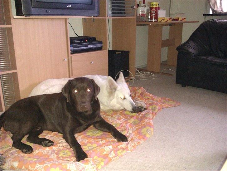 Labrador retriever tjalfe billede 6