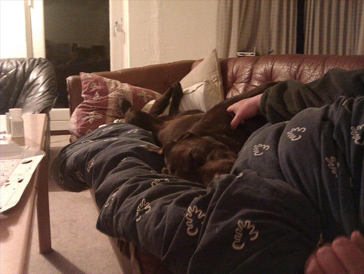 Labrador retriever tjalfe - Sådan hygger man billede 7