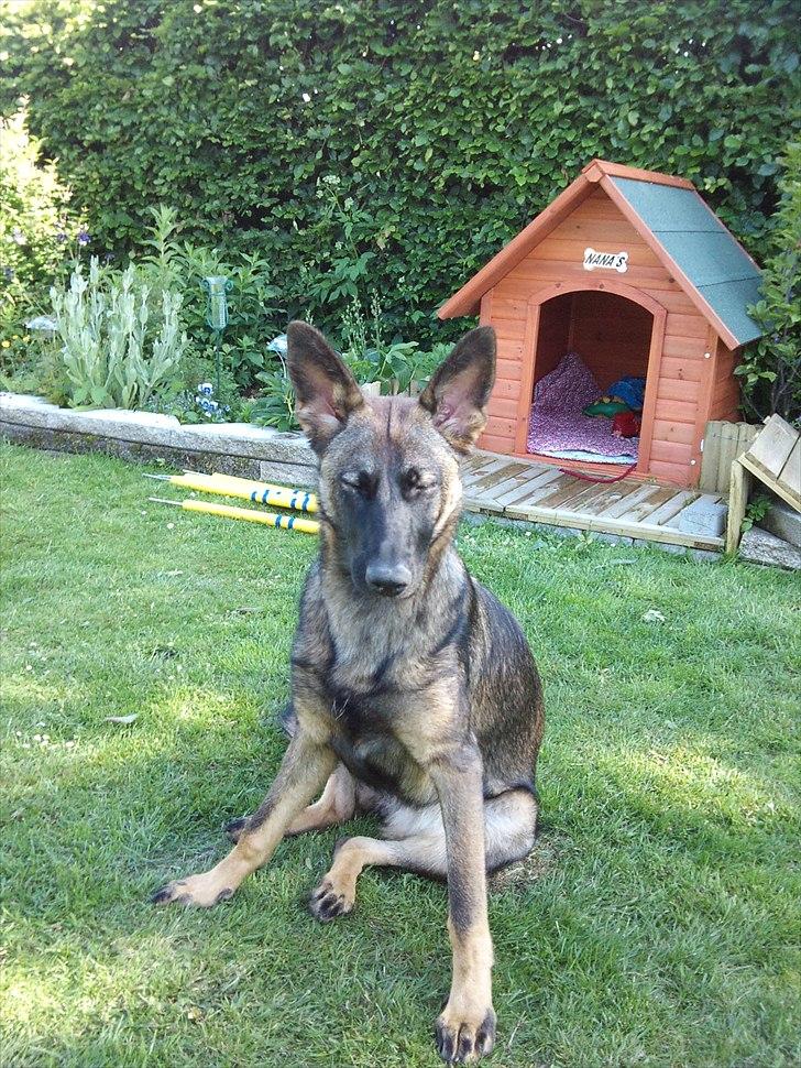 Schæferhund Nana - Det er endeligt blevet forår i haven billede 1