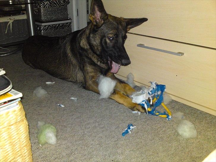 Schæferhund Nana - Hun "glemte" at man ikke måtte bide tingen i stykker billede 2