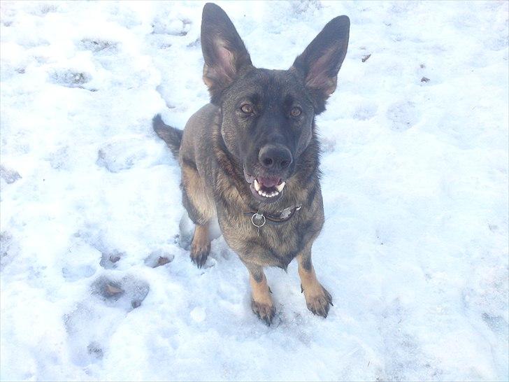 Schæferhund Nana - SNE SNE SNE !! billede 3