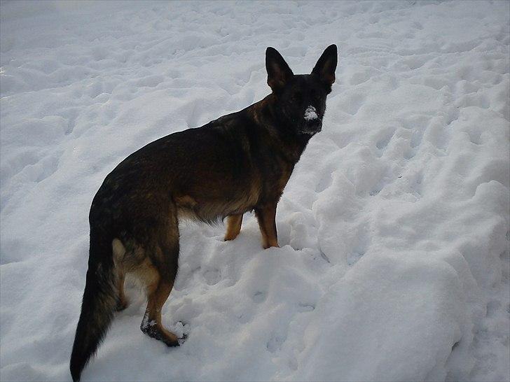 Schæferhund Nana - Vi har lige bygget snemand billede 4