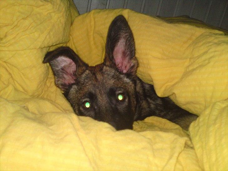 Schæferhund Nana - 4 måneder gammel, og hygger sig med en dyne billede 5