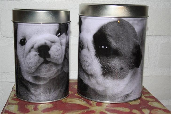 Engelsk bulldog Hertha. R.I.P 26-06-2012 billede 13