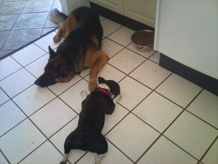 Schæferhund Anton (Almebo´s Obelix) billede 16