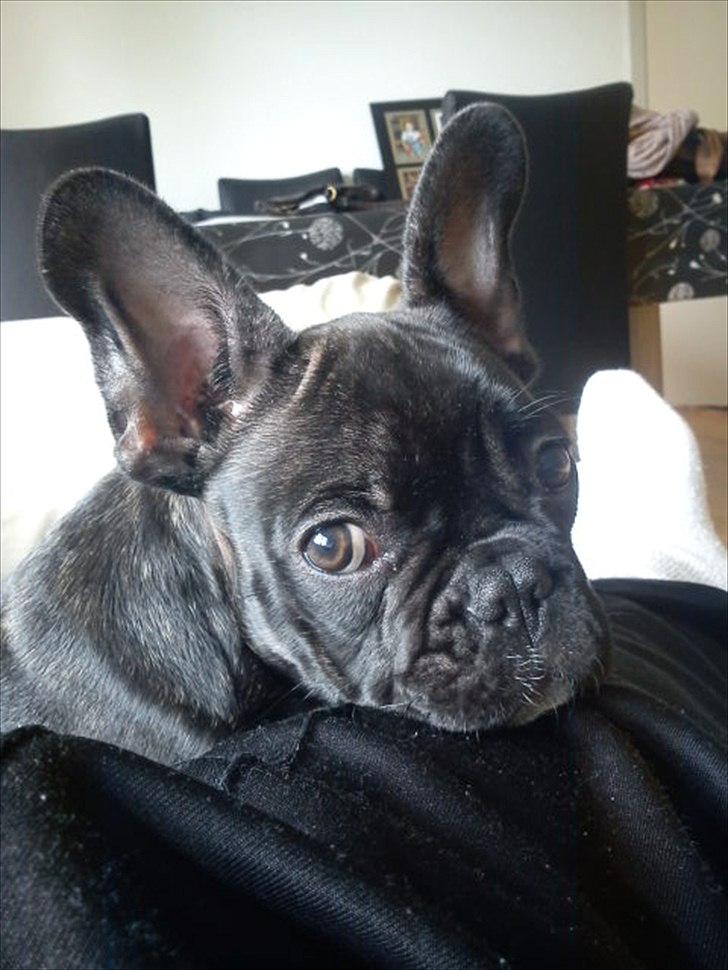 Fransk bulldog Carlos - Taget D.29-5-2011.  billede 10