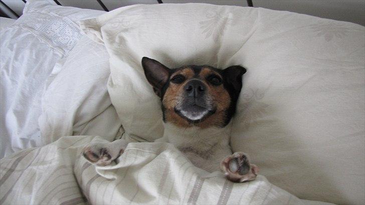 Jack russell terrier Nuser - Nuser under dynen billede 3