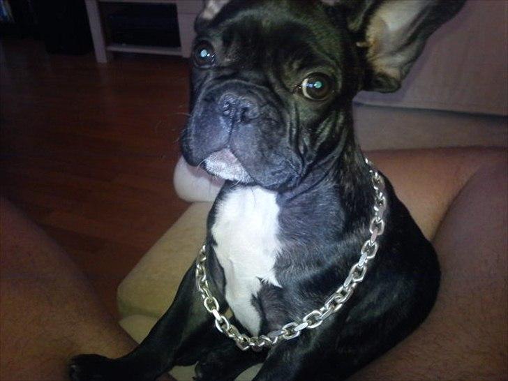 Fransk bulldog Carlos - Bling Bling :-) billede 12