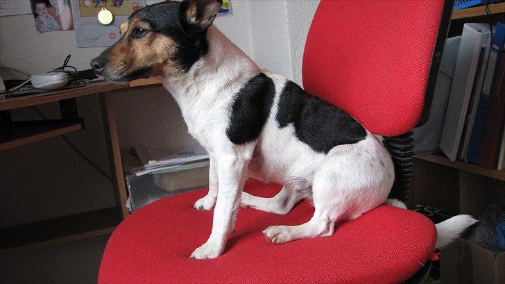 Jack russell terrier Nuser - Nuser sider på en stol billede 4