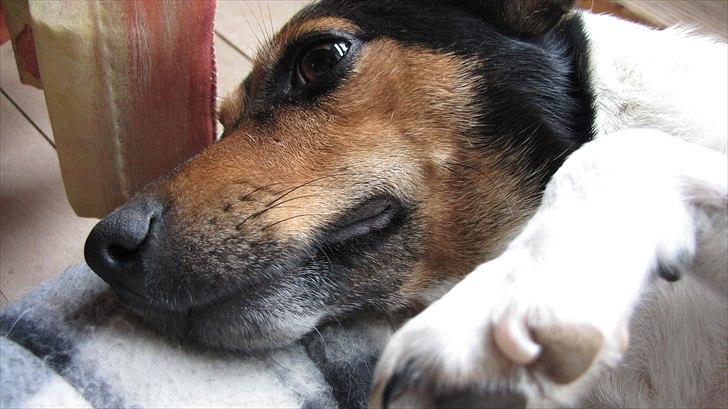 Jack russell terrier Nuser - Lille søde Nuser billede 5