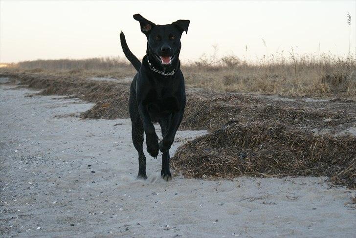 Labrador retriever Buster billede 3