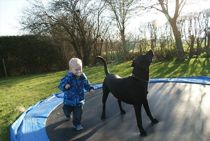 Labrador retriever Buster - Da var da der vidst et eller andet deroppe i luften. billede 4
