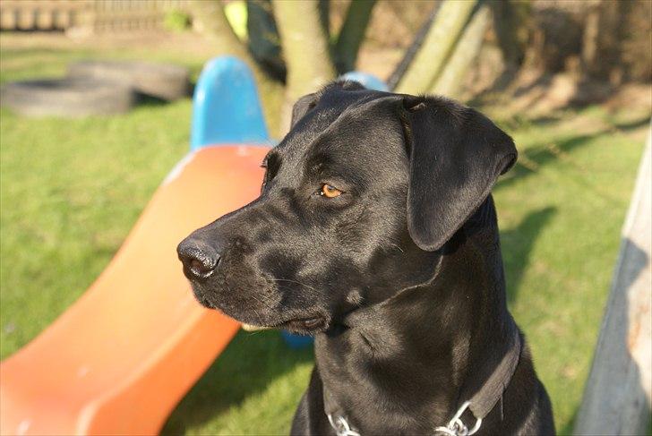 Labrador retriever Buster billede 5