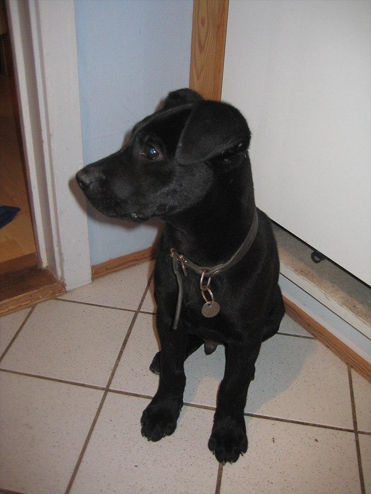 Labrador retriever Buster - Da jeg var ca 11 uger billede 6