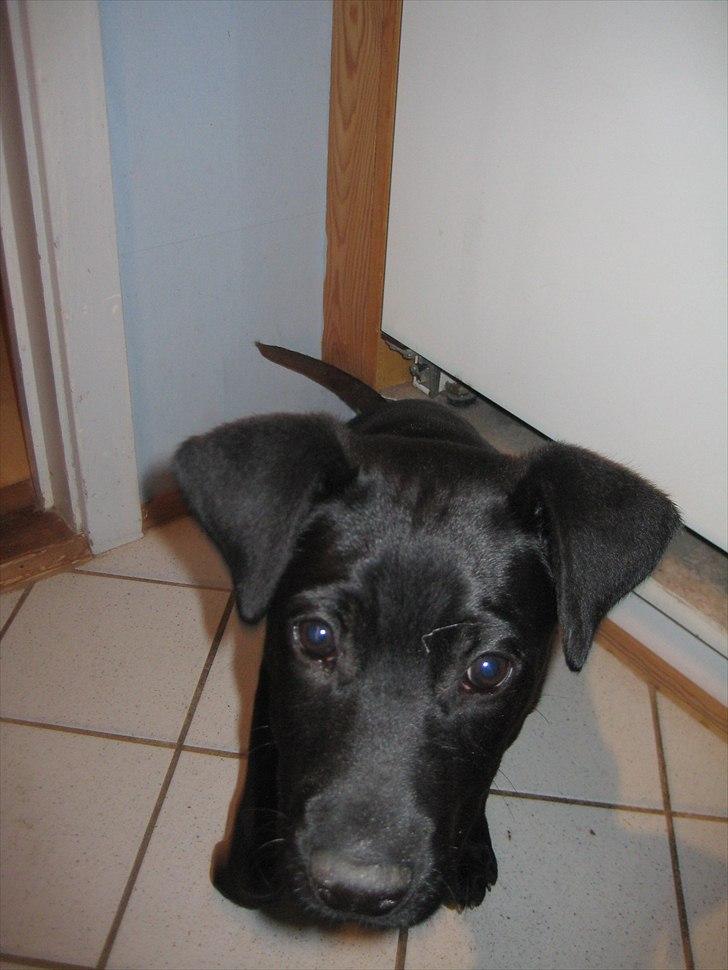 Labrador retriever Buster billede 7