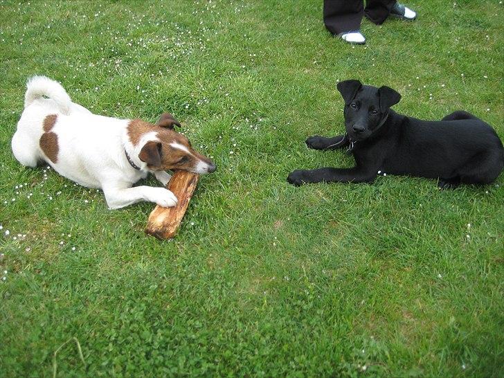 Labrador retriever Buster - Buster og hans sambo "Hubbi" som desværre ikke er her mere. R.I.P. Hubbi billede 8