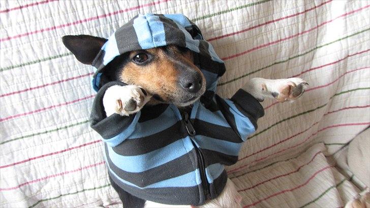 Jack russell terrier Nuser - Søde seje fine smukke Nuser billede 6