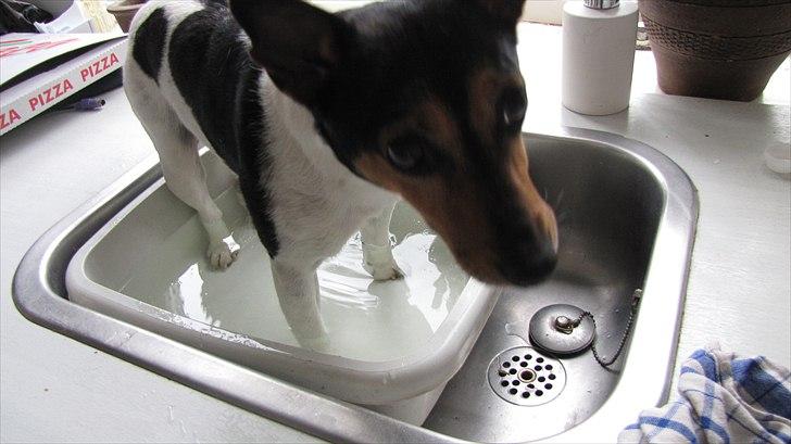 Jack russell terrier Nuser - Nuser i bad billede 7