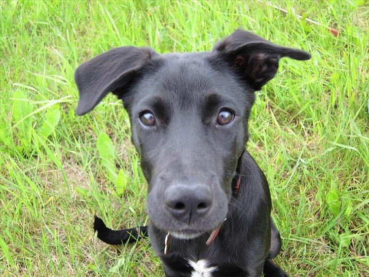 Blanding af racer Labrador/Samojede; Gia billede 7