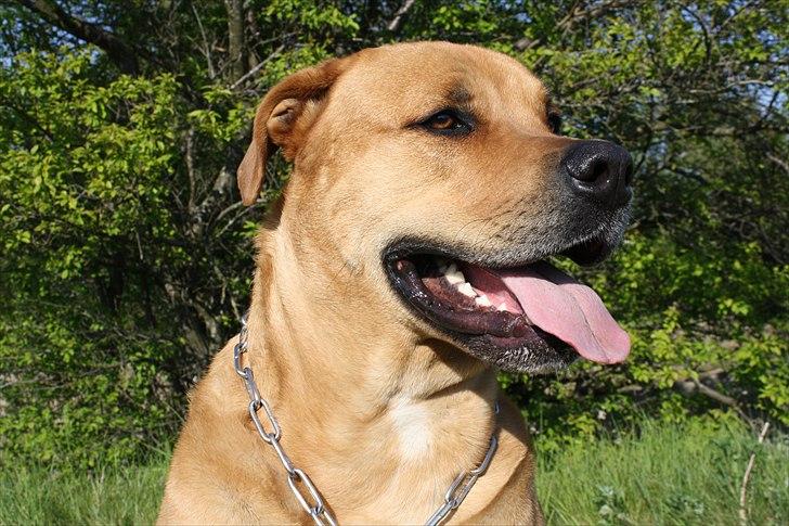 Blanding af racer  >Bamse< aflivet.  billede 2