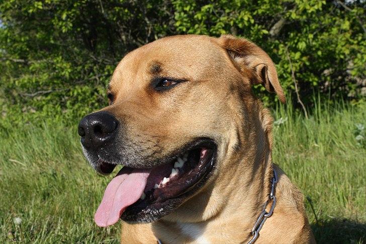 Blanding af racer  >Bamse< aflivet.  billede 3