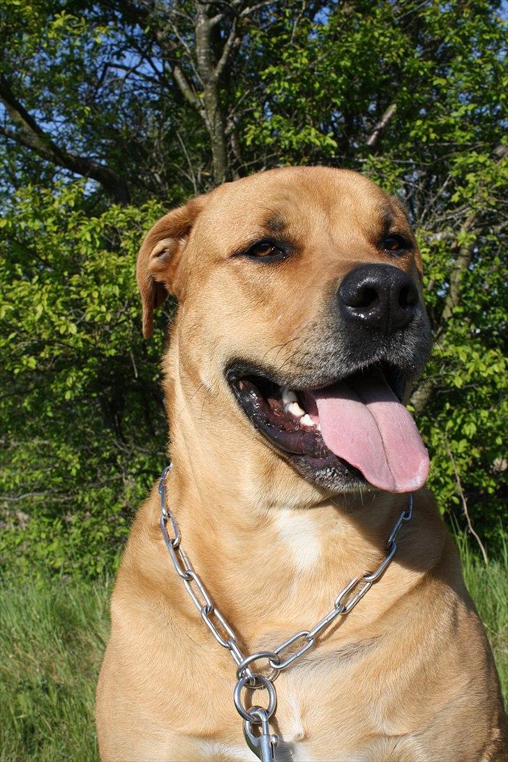 Blanding af racer  >Bamse< aflivet.  billede 4