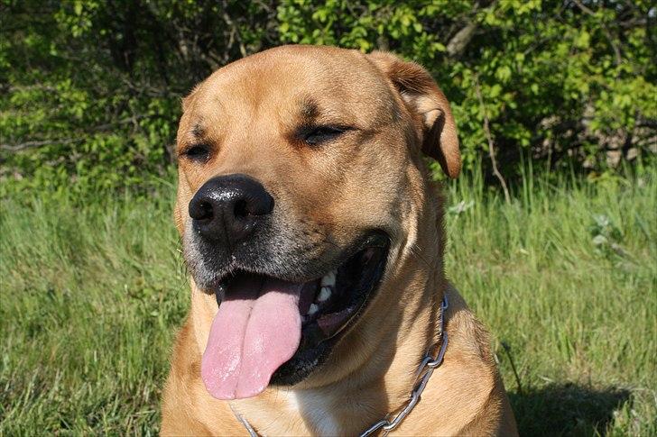 Blanding af racer  >Bamse< aflivet.  billede 5