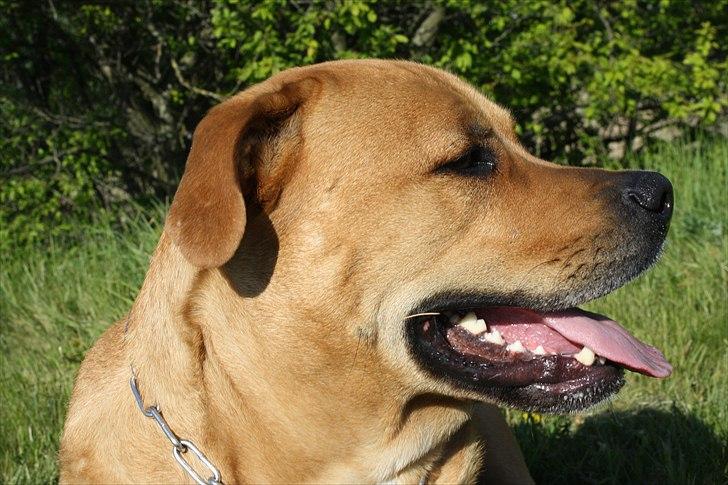 Blanding af racer  >Bamse< aflivet.  billede 6