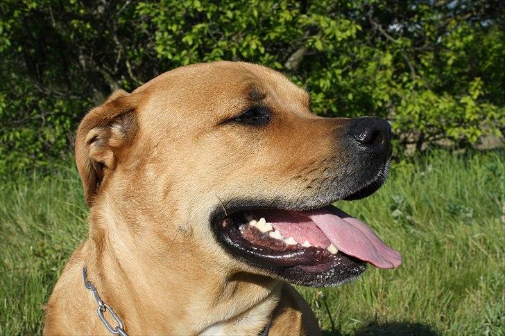 Blanding af racer  >Bamse< aflivet.  billede 7