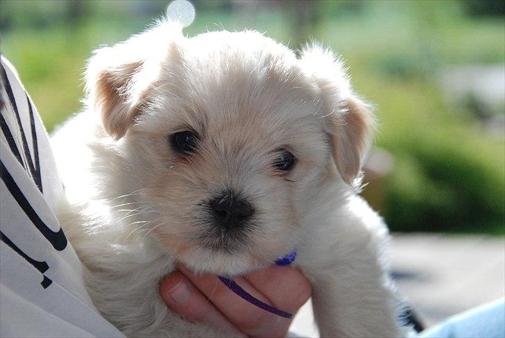 Coton de tulear Vicky - 2. gang vi var nede og besøge Vicky, her er hun 5 uger :) billede 1