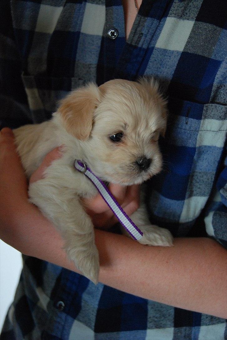 Coton de tulear Vicky - Carsten, min storebror holder Vicky. 5 uger. billede 2